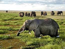 African Elephants 2