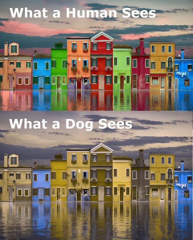 Are Dogs Color Blind