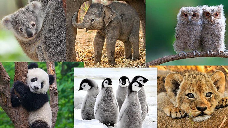 Baby Animal Names