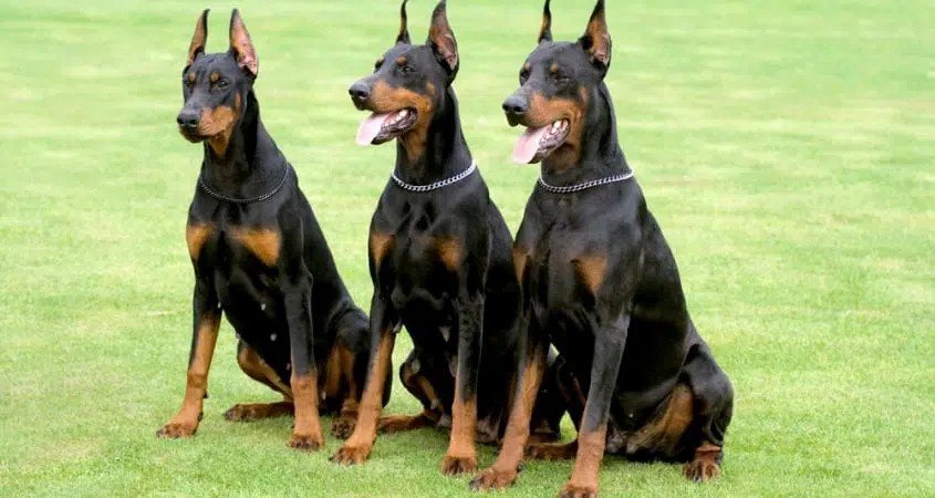 Best Guard Dogs