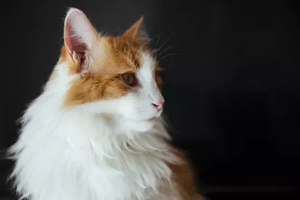 Biggest Cat Breeds 3