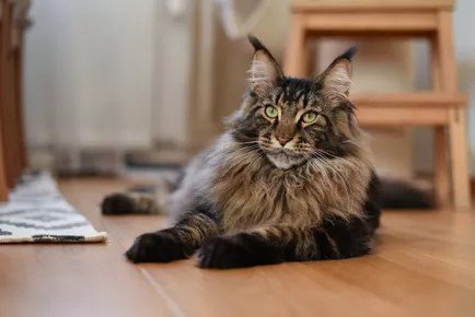 Biggest Cat Breeds 5