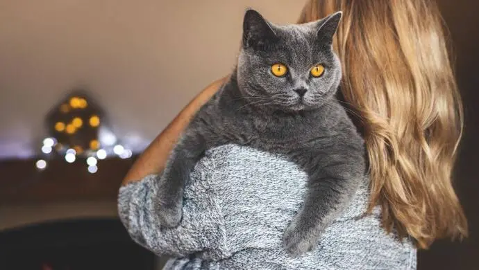 British Shorthair