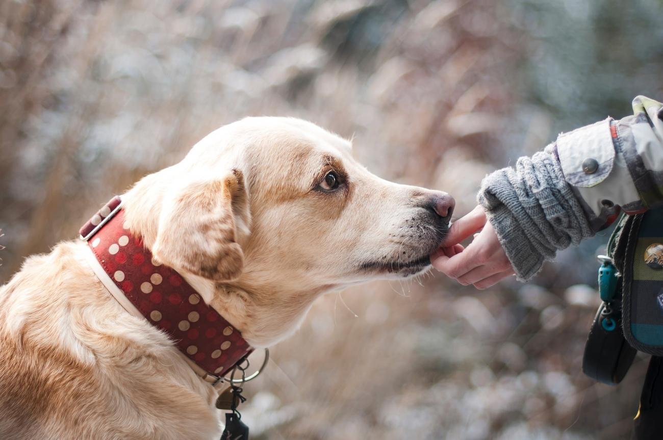 Dog Years To Human Years