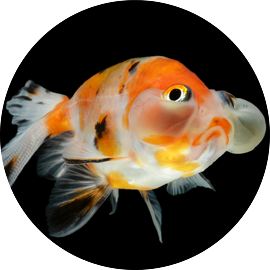 Goldfish 10