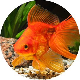 Goldfish 7