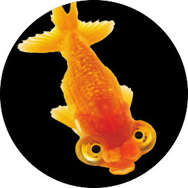 Goldfish 9