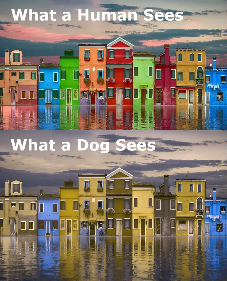 Are Dogs Color Blind