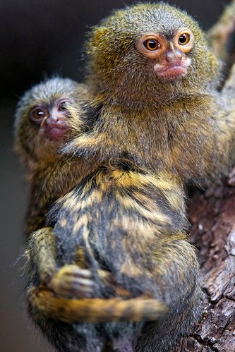 Marmoset Monkey 2