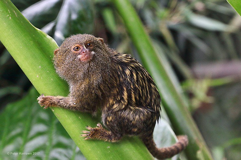 Marmoset Monkey