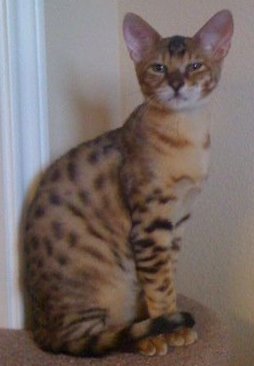 Savannah Cat