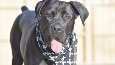 Cane Corso