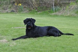 Giant Schnauzer