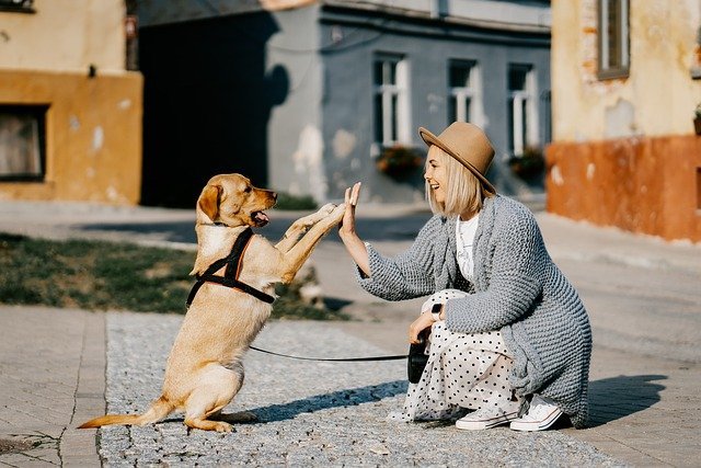 Dog Years to Human Years Chart