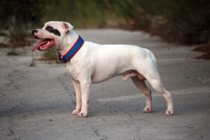 Staffordshire Terrier