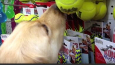 A Dog Never Saw Anything Good In Life, Picks Out Her Very First Toy