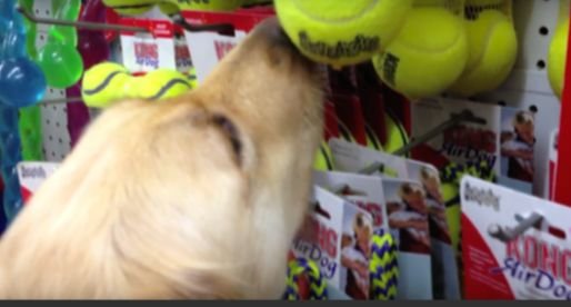 A Dog Never Saw Anything Good In Life, Picks Out Her Very First Toy