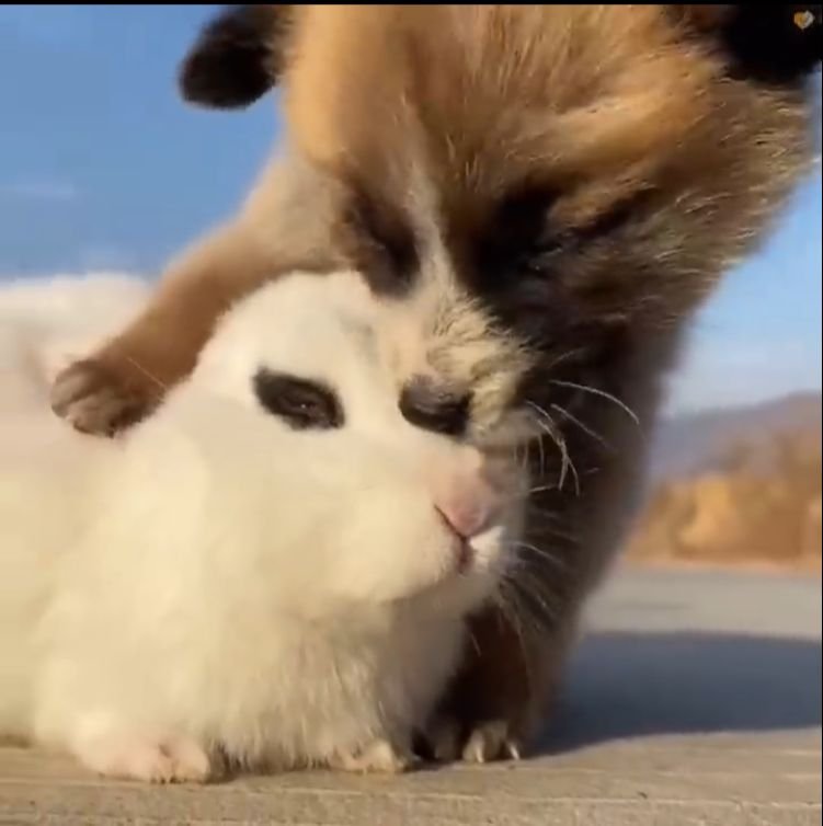 A Great Friendship Between Pup And Bunny, Who Can’t Sleep Without Hugging Each Other