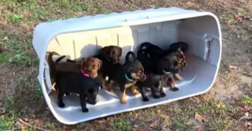 A Litter Of Pups Step Out Onto The Grass For The Very First Time