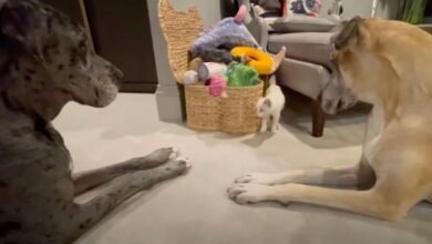A Little Kitten Is Able To Create Friendship With Great Danes, It Even Bosses Them