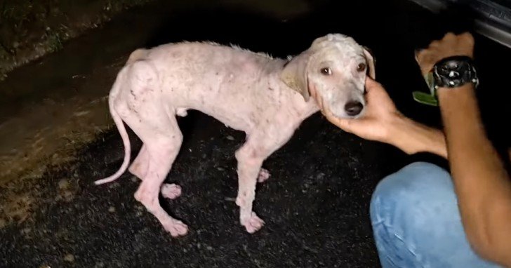 A Young Dog Suffering On The Streets, Wags His Tail When Rescuers Approach