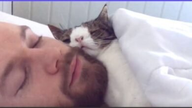 An Unwanted Cat Was Adopted After 3 Years, Has Cute Sleep Routine With Owner