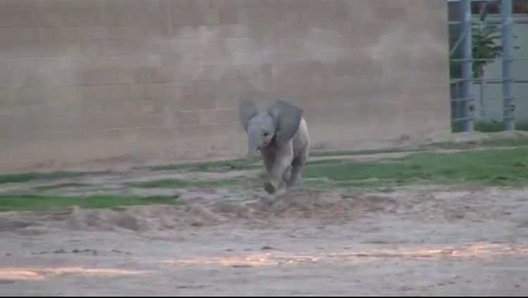 Baby Elephant Is Over The Moon When She Sees The Zoo Keepers