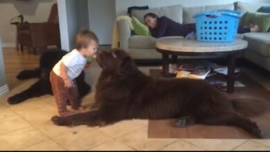Baby Leans In To Kiss His Dog, Gets A Little More Than He Wishes