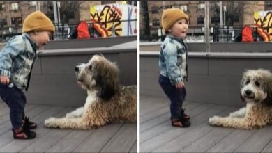 Baby Meets A Dog For The First Time, The Reaction On His Face Is Priceless