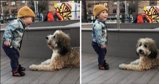 Baby Meets A Dog For The First Time, The Reaction On His Face Is Priceless