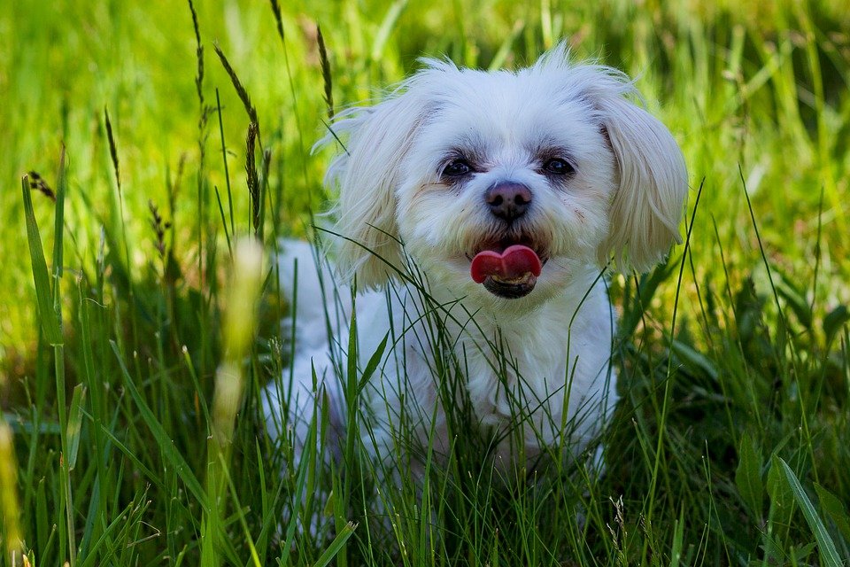 Bichon Frise