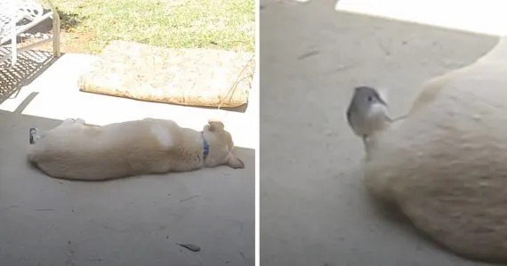 Bird Uses Dog Fur To Build His Nest