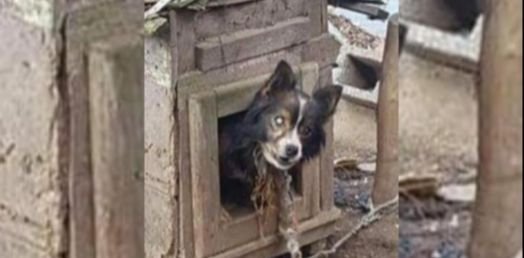 Blind Dog Chained In A Makeshift Doghouse For 13 Years Gets A Second Chance At Life