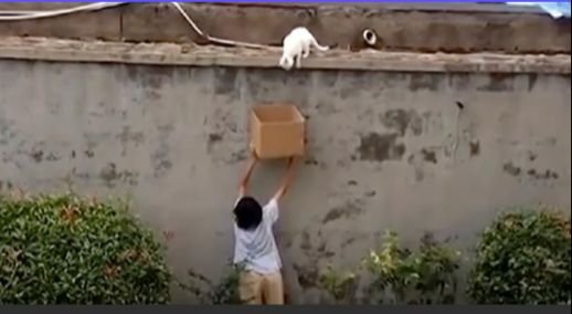 Boy Caught On Camera Helping A Scared Cat To Get Down Of A High Wall
