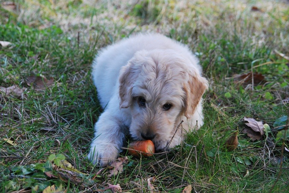 Can Dogs Eat Nectarines2