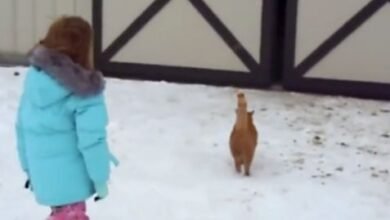 Cat Leads Its Human Little Sister To The Barn, Where Her Christmas Gift Is