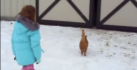 Cat Leads Its Human Little Sister To The Barn, Where Her Christmas Gift Is