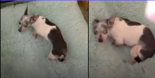 Chihuahua Gets Her First Bed After Being Rescued From Abusive Owner Of 12 Years