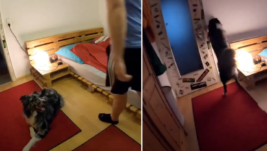 Dad Records When He Leaves, Sees Dog Setting Up Sleeping Routine