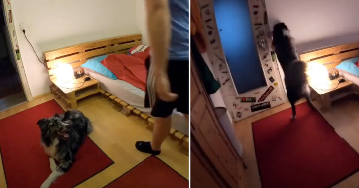 Dad Records When He Leaves, Sees Dog Setting Up Sleeping Routine