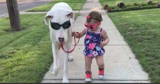 Disabled Dog Shares A Great Bond With Her Little Girl That’s Being Recognized Worldwide