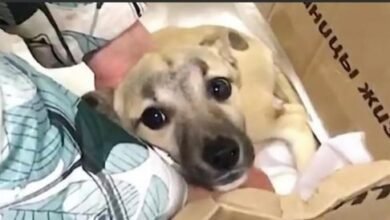 Dog Abandoned Dump In A Box In The All Because She Was Hurt