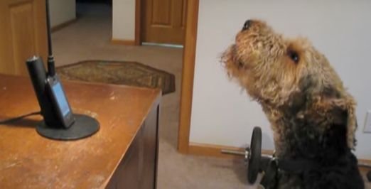 Dog Calls Mom To Express How Much He Misses Her, Leaves Everyone In Smiles