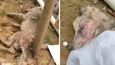Dog Collapses In Man’s Yard, Stays Unconscious For A Week