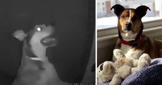 Dog Escapes Daycare And Returns Back Home To Ring The Doorbell