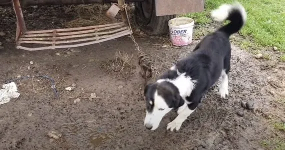 Dog Got Chained By Owner As He Wasn’t Good At Herding