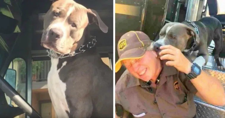 Dog Keeps Crying After His Mom Passed Away, Begs UPS Employee To Get A New Home