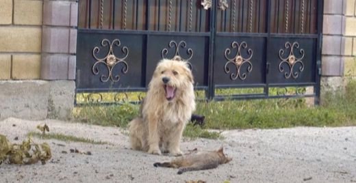 Dog Left Behind After Owner Sold His House, He Sat Waiting At The Gate