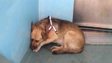 Dog Sat In The Corner Being Surrendered By Her Owner To The Shelter