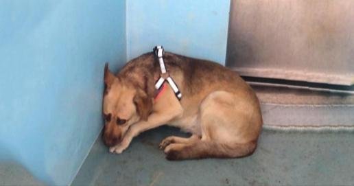 Dog Sat In The Corner Being Surrendered By Her Owner To The Shelter